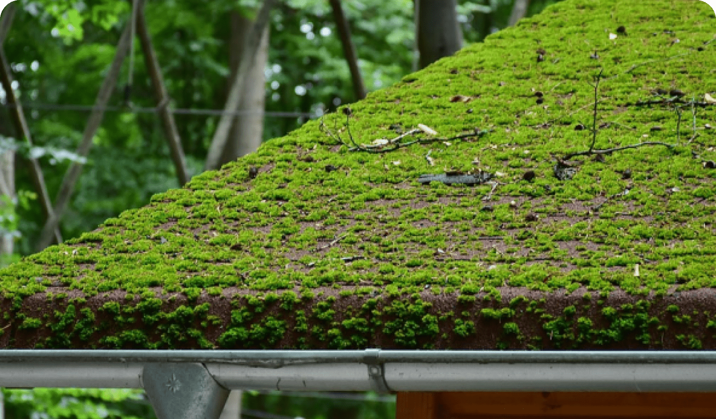 Algae and Moss Removal