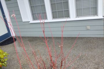 Pressure Cleaning Services Near Me