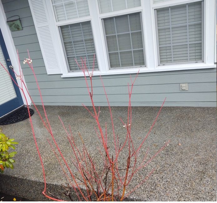 Pressure Cleaning Services Near Me