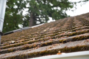 The Hidden Dangers of Moss on Your Roof (and How to Remove It Safely)