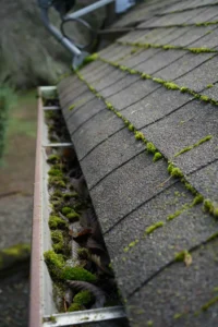 Moss growing on roof shingles that should be removed before spring