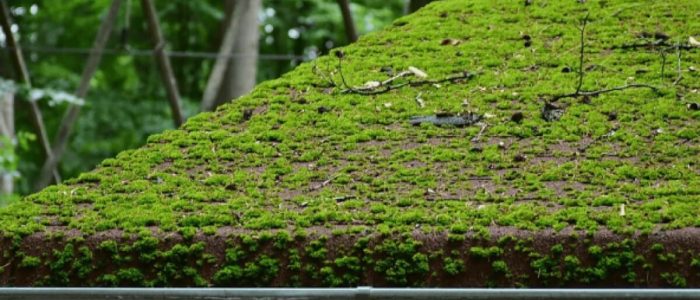 aef1a71e480385a127fe875c1082dc6328da5df4